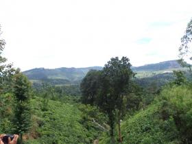 12 Morgen schönes Teeland zum Verkauf in Sri Lanka Central