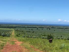 Flaches Land zum Verkauf neben Vipingo Ridge