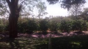 Große kommerzielle Kaffeefarm zum Verkauf in der Nähe der Stadt Kiambu