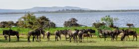 68 ha Seeufergrundstück am Naivasha-See