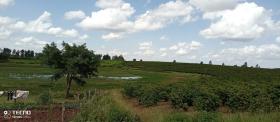 475 acre Kaffee-Farm zum Verkauf in Thika, Murang'a County