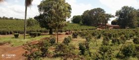 475 acre Kaffee-Farm zum Verkauf in Thika, Murang'a County