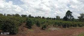 475 acre Kaffee-Farm zum Verkauf in Thika, Murang'a County