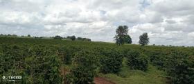 475 acre Kaffee-Farm zum Verkauf in Thika, Murang'a County