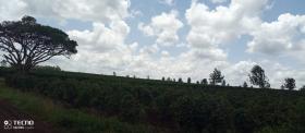 475 acre Kaffee-Farm zum Verkauf in Thika, Murang'a County