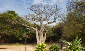 Kleines Hotel zum Verkauf oder zur Miete in Senegal Beach