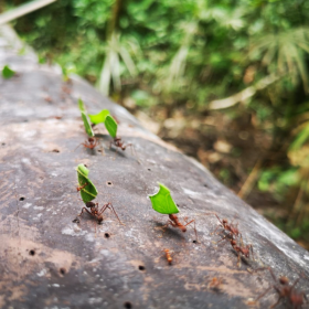 Exquisites Grundstück zum Verkauf im Wald von Iquitos in der Nähe des Flughafens