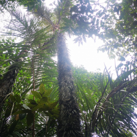 Exquisites Grundstück zum Verkauf im Wald von Iquitos in der Nähe des Flughafens
