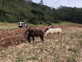 Zu verkaufen fazenda 164 ha sehr gute Bodenqualität und sauberes Wasser