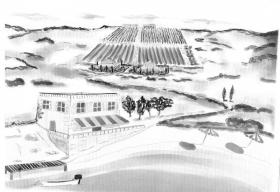 Großes Land zum Verkauf auf der Insel Vis
