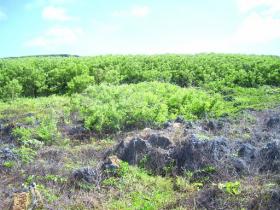 Grundstück mit Meerblick auf der Insel Tinian, CNMI