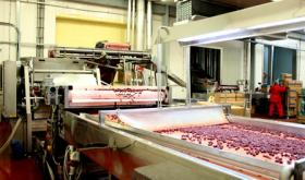 Fabrik zur Herstellung von gefrorenen Beeren, Obst und Gemüse