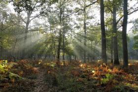 Verkaufe 72 Hektar Wald mit 2 Häusern, 1 Sattelkammer, 2 Hangars und 8 Pferdeboxen