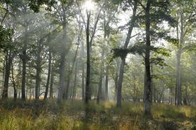 Verkaufe 72 Hektar Wald mit 2 Häusern, 1 Sattelkammer, 2 Hangars und 8 Pferdeboxen